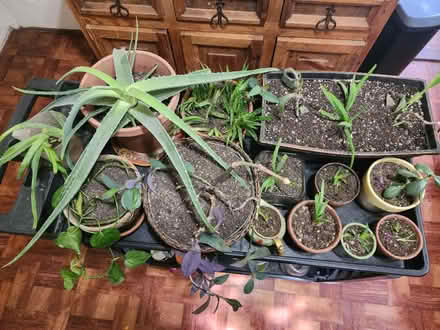 Photo of free Plants and supplies (Uptown Kingston) #1