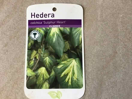 Photo of free Persian ivy plant (Dundee DD3) #2