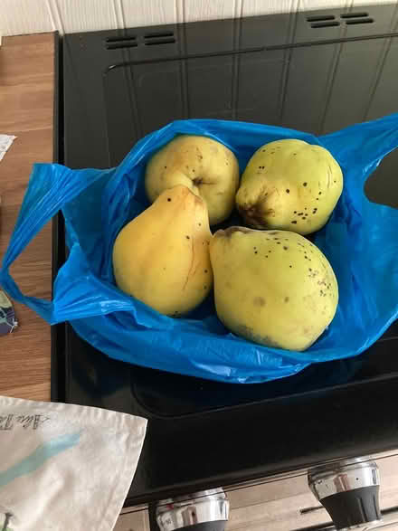 Photo of free Quinces (Horsham) #1