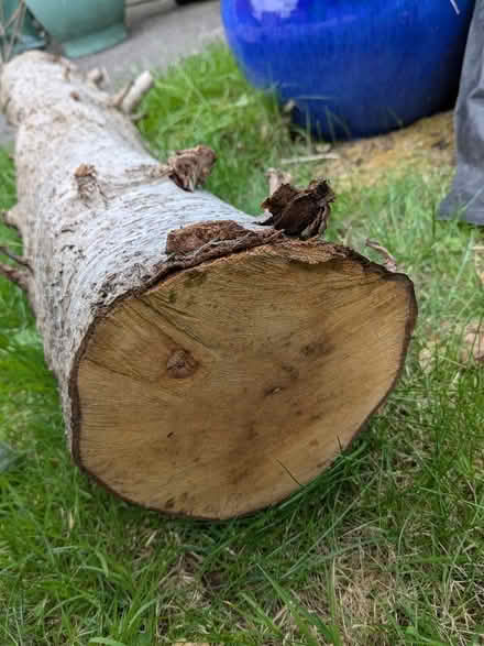 Photo of free Tree trunk (Freshbrook SN5) #2