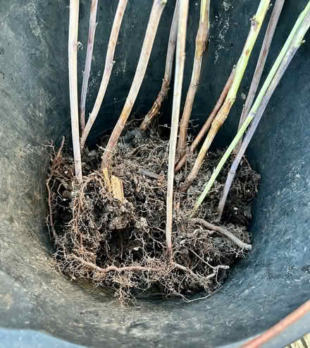 Photo of free Raspberry canes (Hatfield AL10) #3