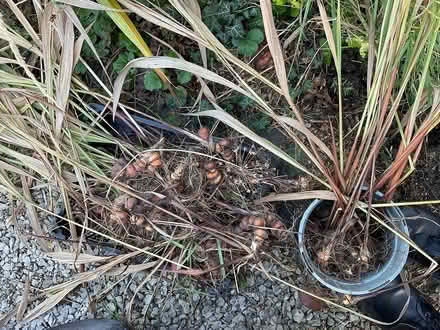 Photo of free Crocosmia “Lucifer” corms (Kennington OX1) #2