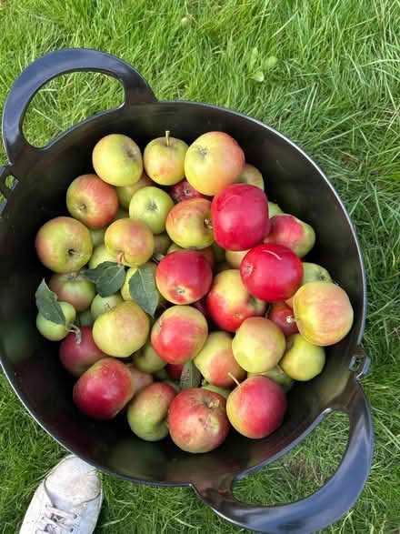 Photo of free 1 x bucket of apples freshly picked (Grange Park) #1