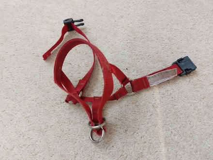 Photo of free Halti for small dog (Bungay NR35) #1