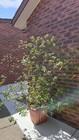 Photo of free shrub in a pot. Garran #1