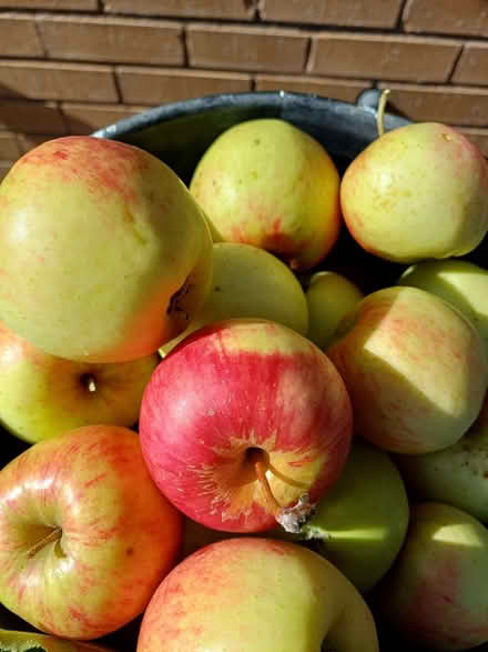 Photo of free Eating apples (Morley DE21) #2