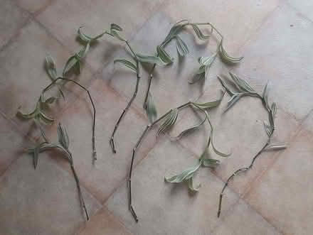 Photo of free Cuttings from houseplants (Roseburn EH12) #2