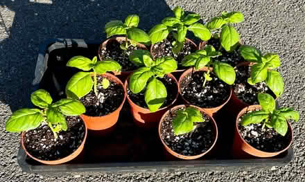 Photo of free Basil plants (Hatfield AL10) #1