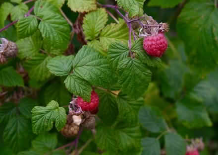 Photo of free Raspberry canes (Hatfield AL10) #1