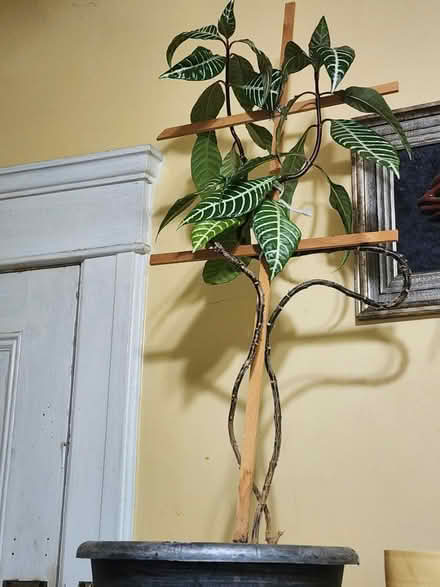 Photo of free Plants and supplies (Uptown Kingston) #2