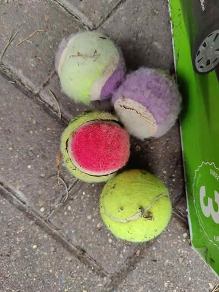 Photo of free Tennis balls/dog toys? (Bordon GU35) #1