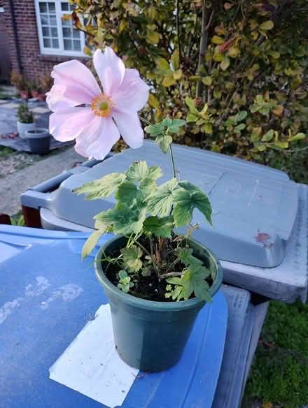 Photo of free Japanese Anemone (Bratton) #1