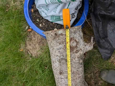 Photo of free Tree trunk (Freshbrook SN5) #4
