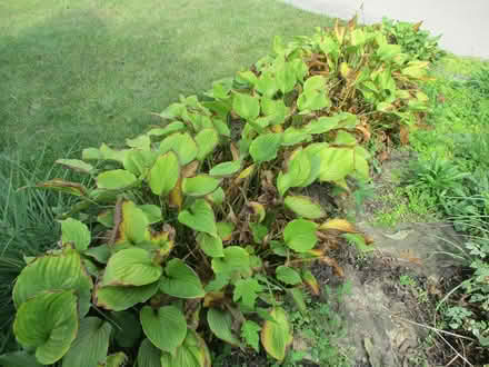 Photo of free Hostas (Schaumburg) #1
