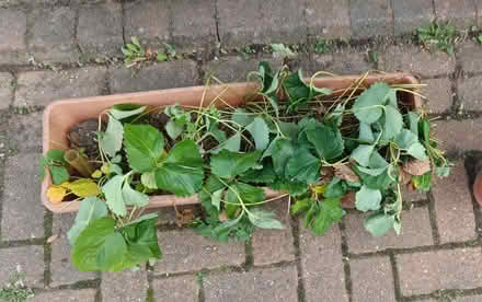 Photo of free Strawberry plants (Letchworth SG6) #1