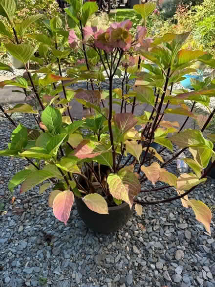 Photo of free Hydrangea plant in pot (Madeley, Telford) #2