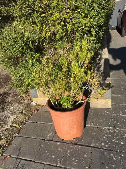 Photo of free Hedge plant - box? (WGC) #1