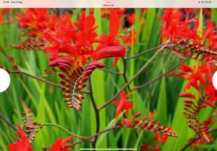 Photo of free Crocosmia “Lucifer” corms (Kennington OX1) #1