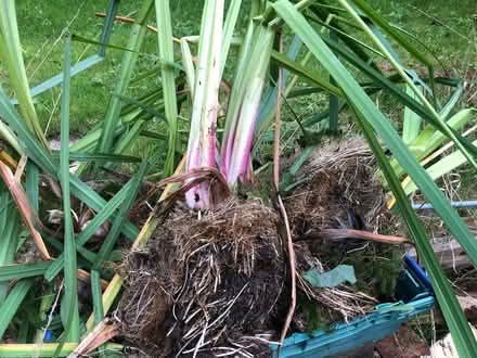 Photo of free Yellow Pond Irises (Teignmouth TQ14) #3