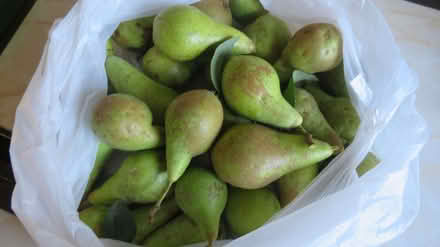 Photo of free Pears (Cubbington CV32) #1