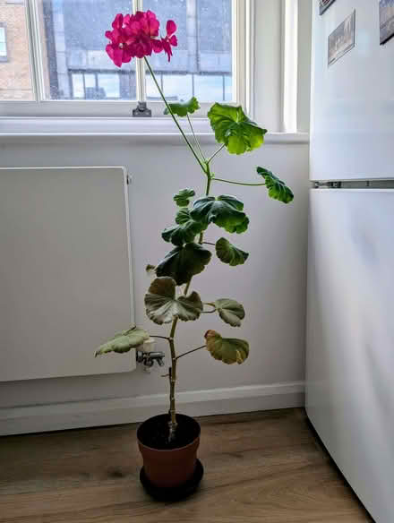 Photo of free Climbing geranium (Victoria SW1V) #1