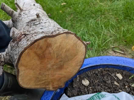Photo of free Tree trunk (Freshbrook SN5) #3