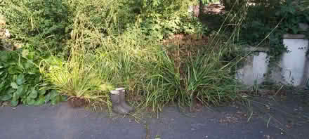Photo of free 6 large ornamental (architectural) grass clumps (Bathampton) #1