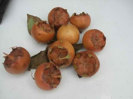 Photo of free PYO Medlars (Worcester WR2) #2