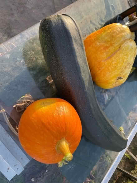 Photo of free Marrows (AB24) #3