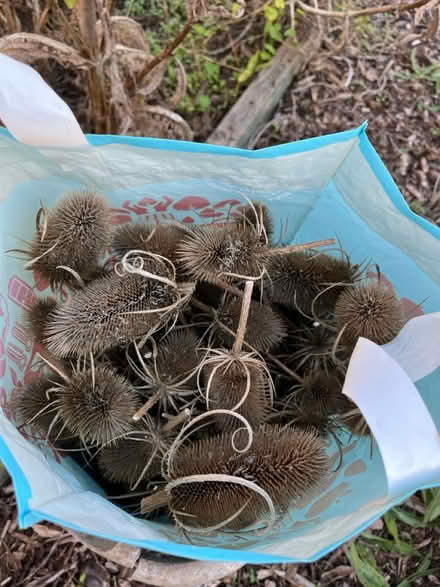 Photo of free Teasel heads (Worle BS22) #1