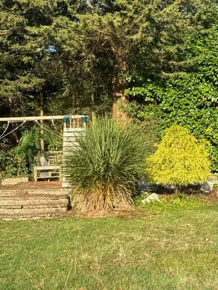 Photo of free Garden plant (BR6 Orpington) #3