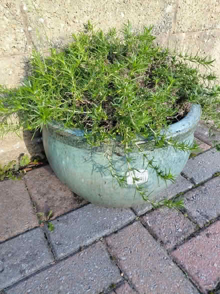 Photo of free Garden pot (Stroud GL5) #1