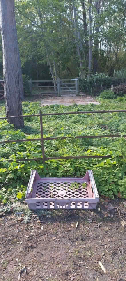 Photo of Apples (Liden SN3) #2