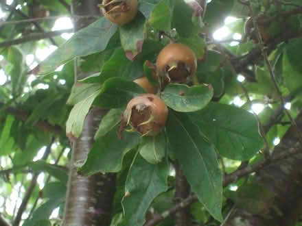 Photo of free PYO Medlars (Worcester WR2) #1