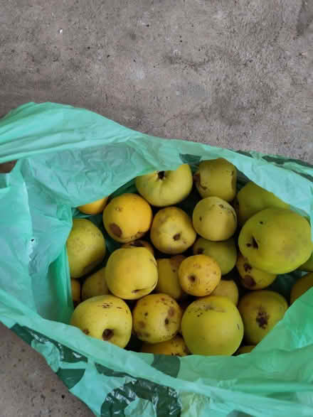 Photo of free Quince (Leckhampton GL53) #1