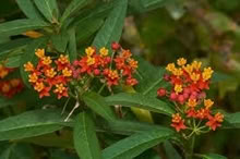 Photo of free Milkweed (tropical not native) (Arcadia nr Baldwin-Stocker Sch) #1