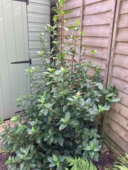Photo of free bush/plant for garden (BA2) #1