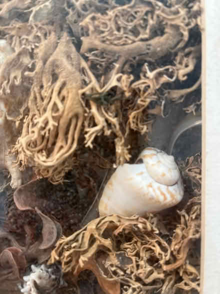 Photo of free Vintage shell picture in box frame (East Didsbury/Burnage M19) #4