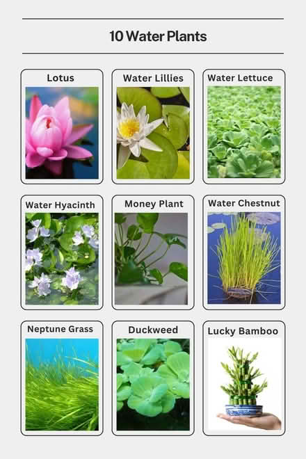 Photo of Pond plants (Comely bank EH4) #1