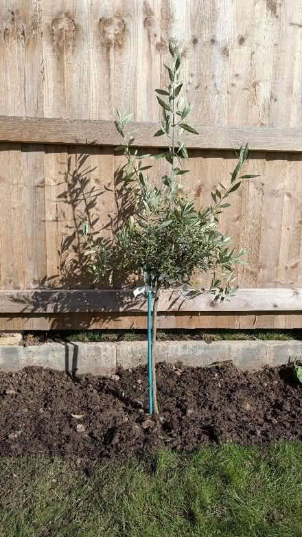 Photo of Olive trees (Penrith CA11) #1