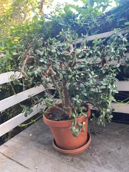 Photo of free Large jade plant in pot (East Richmond heights) #1