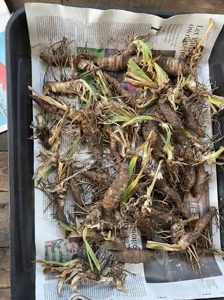 Photo of free Iris plants (IP3) #1