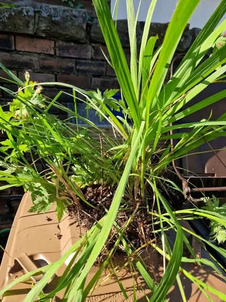 Photo of free hardy geranium and crocosmia (Gracemount EH16) #1
