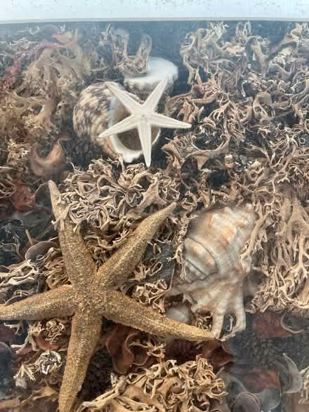 Photo of free Vintage shell picture in box frame (East Didsbury/Burnage M19) #2