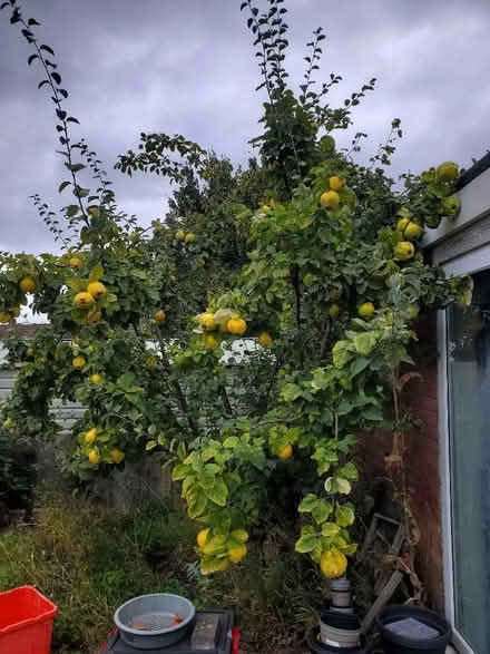 Photo of free Quices (Cubbington CV32) #1