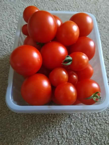 Photo of free Tomatoes (Leighton buzzard LU7) #1