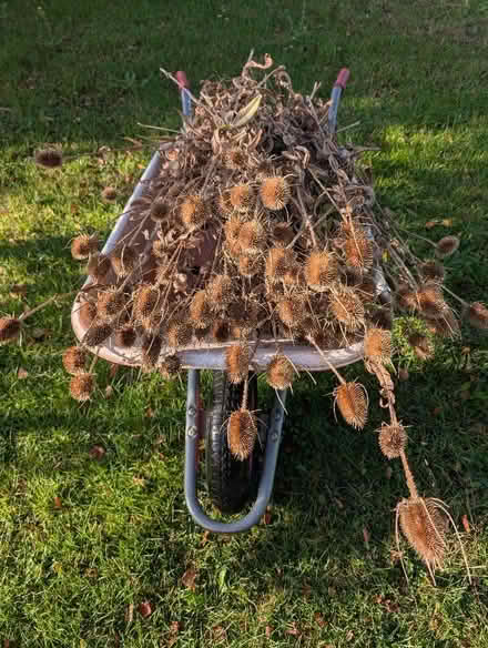 Photo of free Teazel (Bluntisham PE28) #1