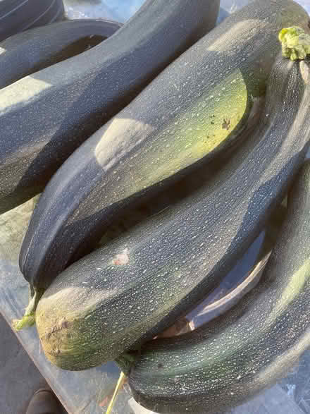 Photo of free Marrows (AB24) #1