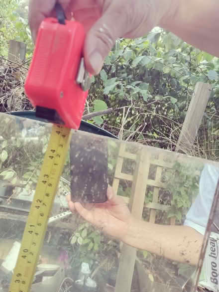 Photo of free Old Mirror without frame (Whiteleaved Oak HR8) #2