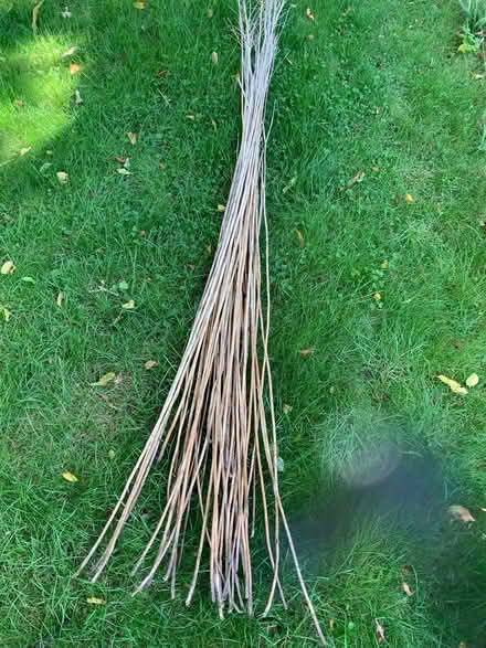 Photo of free Golden rod (Solidago) stakes (Riseley, Bedford) #1